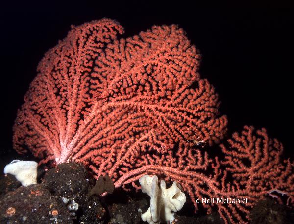 Photo of Paragorgia stephencairnsi by <a href="http://www.seastarsofthepacificnorthwest.info/">Neil McDaniel</a>